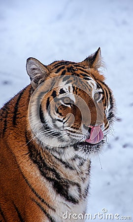 Tiger sitting in the snow. Stock Photo