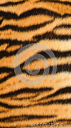 Tiger skin Stock Photo