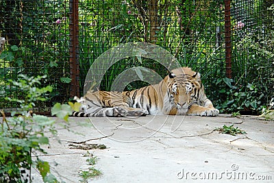 The tiger is sleeping in a cage at the zoo. Stock Photo