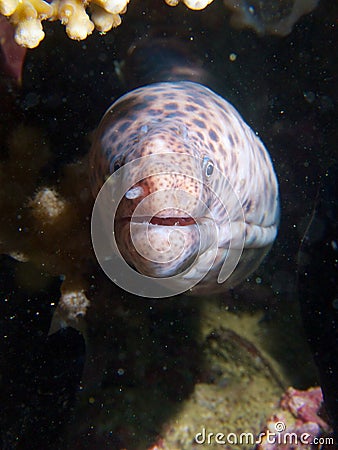 Tiger snake moray Stock Photo