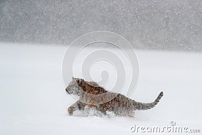 Tiger, snow fall. Amur tiger running in the snow. Tiger in wild winter nature. Action wildlife scene with danger animal. Cold wint Stock Photo