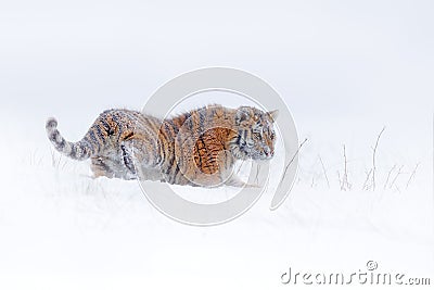 Tiger snow run in wild winter nature. Siberian tiger, Panthera tigris altaica. Action wildlife scene with dangerous animal. Cold Stock Photo
