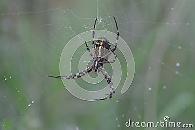 Tiger spider or wasp spider or Argiope bruennichii Stock Photo