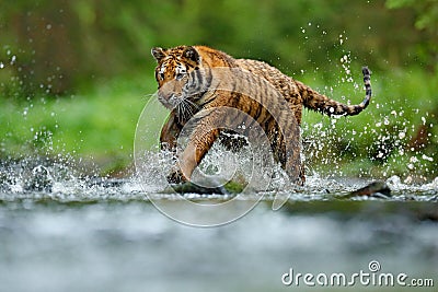 Tiger with splash river water. Tiger action wildlife scene, wild cat, nature habitat. Tiger running in water. Danger animal, tajga Stock Photo