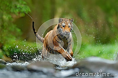 Tiger with splash river water. Tiger Action wildlife scene, wild cat, nature habitat. Tiger running in water. Danger animal, tajga Stock Photo
