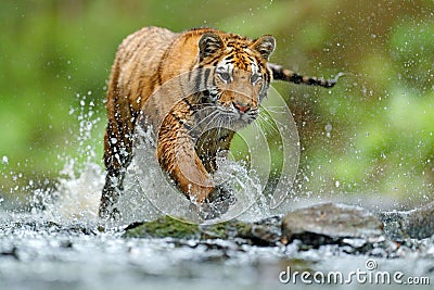 Tiger with splash river water. Tiger Action wildlife scene, wild cat, nature habitat. Tiger running in water. Danger animal, tajga Stock Photo