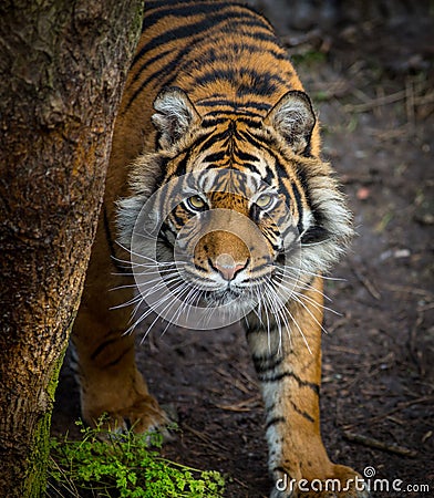 Tiger stalking prey Stock Photo
