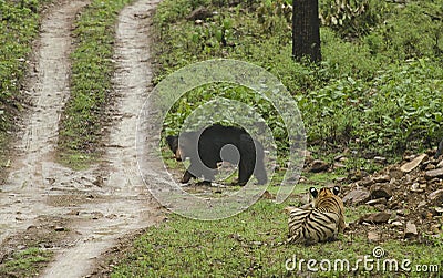 Tiger stalking on Sloat Bear in evening hours Stock Photo