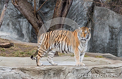 Tiger Standing at the Zoo Stock Photo