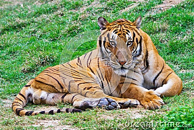 Tiger staring at you Stock Photo