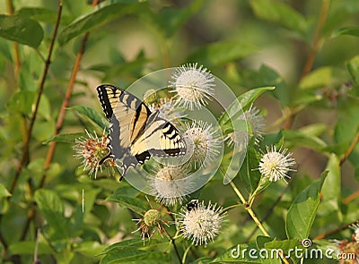 Tiger Swallowtail Butterfly Stock Photo