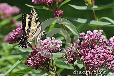 Tiger Swallowtail Butterfly Papilio glaucus Stock Photo