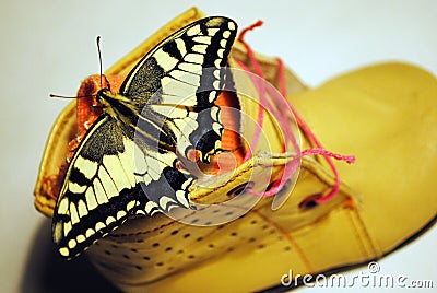 Tiger swallowtail butterfly sitting on children`s leather brown boot with pink lace and sock Stock Photo