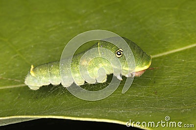 Tiger Swallowtail Caterpillar Stock Photo