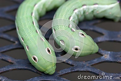 Tiger Swallowtail Caterpillars Stock Photo