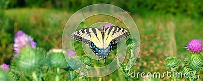 Tiger Swallowtail in Illinois Stock Photo