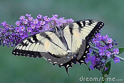 Tiger Swallowtail (papilio glaucas) Butterfly Stock Photo