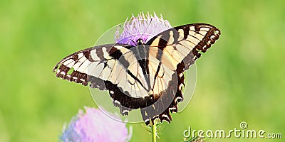 Tiger Swallowtail (Papilio glaucus) Stock Photo