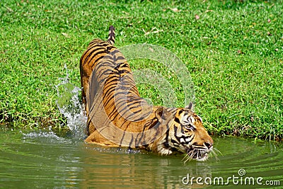 Tiger Swimming Stock Photo