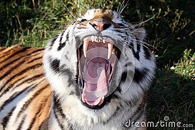 Tiger Teeth Stock Photo