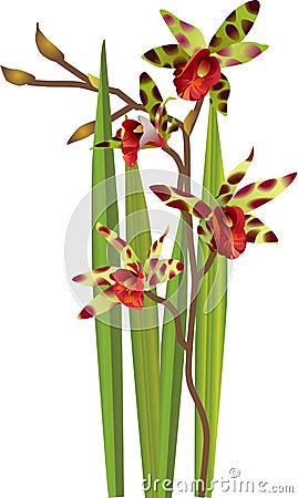 Tiger tropical orchids illustration Cartoon Illustration