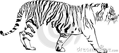 Tiger Vector Illustration