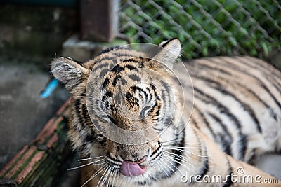 Tiger View in Kingdom Stock Photo