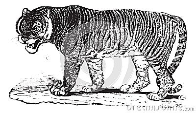 Tiger, vintage engraving Vector Illustration