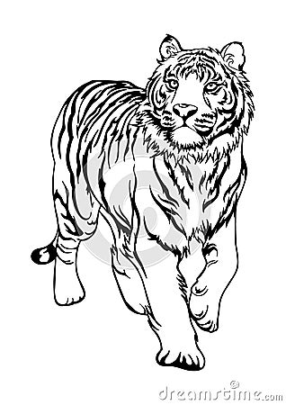 Tiger walking font side all body motif tattoo or coloring Stock Photo