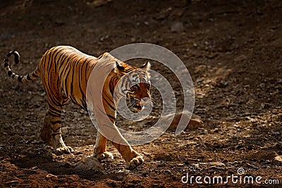 Tiger walking on the gravel road. Indian tiger female with first rain, wild animal in the nature habitat, Ranthambore, India. Big Stock Photo