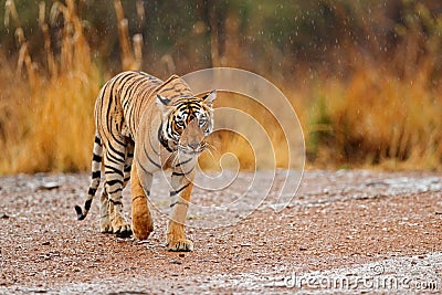 Tiger walking on the gravel road. Wildlife India. Indian tiger with first rain, wild animal in the nature habitat, Ranthambore, In Stock Photo