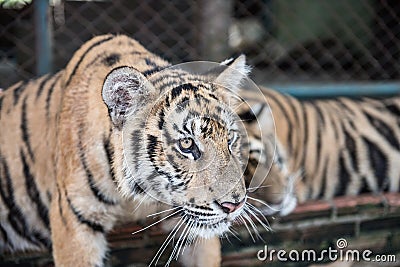 Tiger Walking in Kingdom Stock Photo