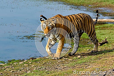 Tiger walking next to lake Stock Photo