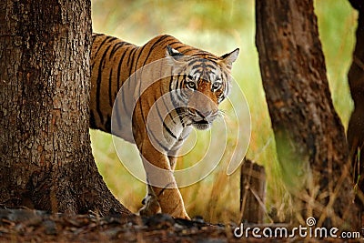 Tiger walking in old dry forest. Indian tiger with first rain, wild danger animal in the nature habitat, Ranthambore, India. Big c Stock Photo