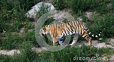 Tiger walking on the trail Stock Photo