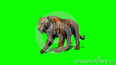 Tiger Walks. Animated Motion Graphic Isolated on Green Screen Stock Video -  Video of elements, background: 86741199