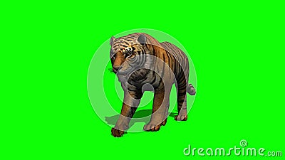 Tiger Walks. Animated Motion Graphic Isolated on Green Screen Stock Video - Video of elements, background: 86741199 Tiger Walks. Animated Motion Graphic Isolated on Green Screen Stock Video - Video of elements, background: 86741199