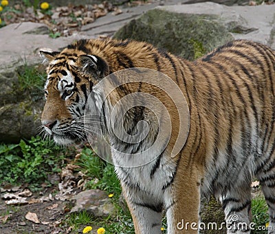 Tiger watching Stock Photo