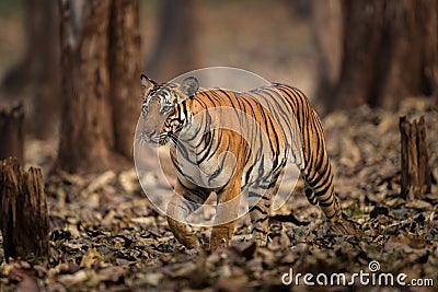 Tiger in wild of India Stock Photo