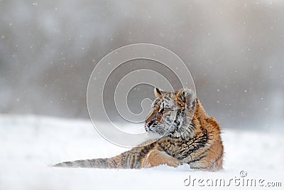 Tiger in wild winter nature. Amur tiger lying in the snow. Action wildlife scene, danger animal. Cold winter, tajga, Russia. Snow Stock Photo