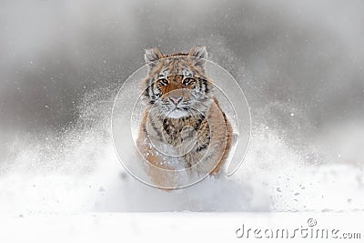 Tiger in wild winter nature. Amur tiger running in the snow. Action wildlife scene with danger animal. Cold winter in tajga, Russ Stock Photo