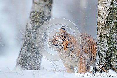 Tiger in wild winter nature. Amur tiger running in the snow. Action wildlife scene, danger animal. Cold winter, tajga, Russia. Sn Stock Photo