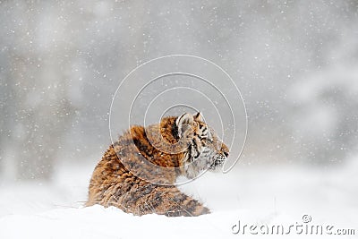 Tiger in wild winter nature. Amur tiger in the snow. Action wildlife scene, danger animal. Cold winter, tajga, Russia. Snowflake w Stock Photo