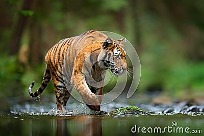 Tiger wildlife scene, wild cat, nature habitat. Amur tiger walking in river water. Danger animal, tajga, Russia. Animal in green f Stock Photo