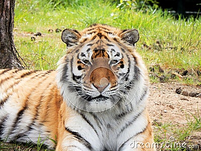 Tiger in Zoo Stock Photo