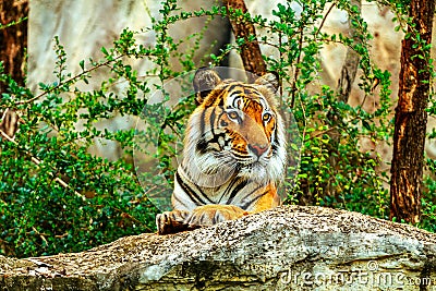 Tiger in zoo Stock Photo