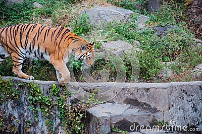 Tiger Stock Photo