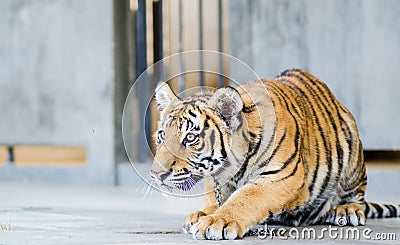Tiger in the zoo Stock Photo