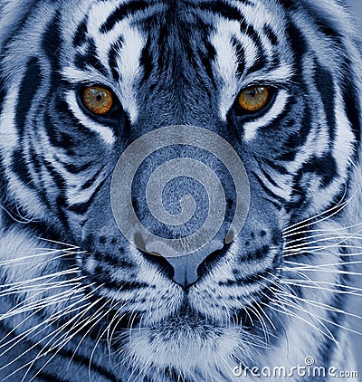 TigerBengal beautiful tiger head close-up Stock Photo