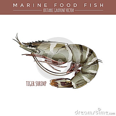 Tigerl Shrimp. Marine Food Fish Vector Illustration